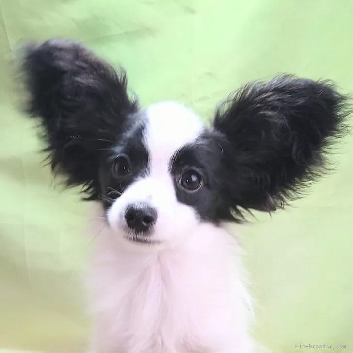 ID:2412-01043の子犬