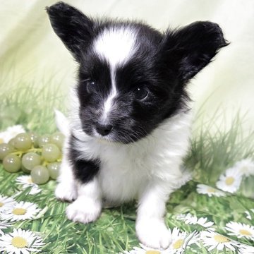 パピヨン【埼玉県・女の子・2025年7月26日・ホワイト&ブラック】の写真「母犬チャンピオン犬☆小さめの女の子♡♡」