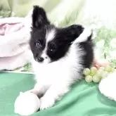 パピヨン