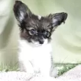 パピヨン