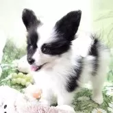 パピヨン