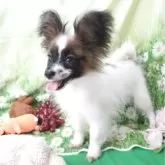 パピヨン【埼玉県・女の子・2024年12月4日・ホワイト&セーブル】の写真4「呼んだぁ？」