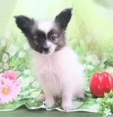 パピヨン【埼玉県・女の子・2024年12月4日・ホワイト&セーブル】の写真8