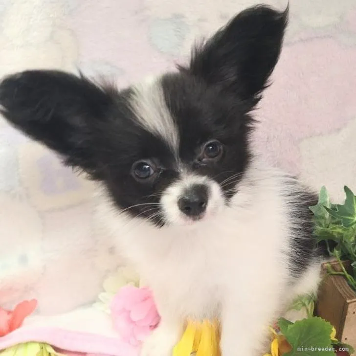ハルミ 様のお迎えした子犬