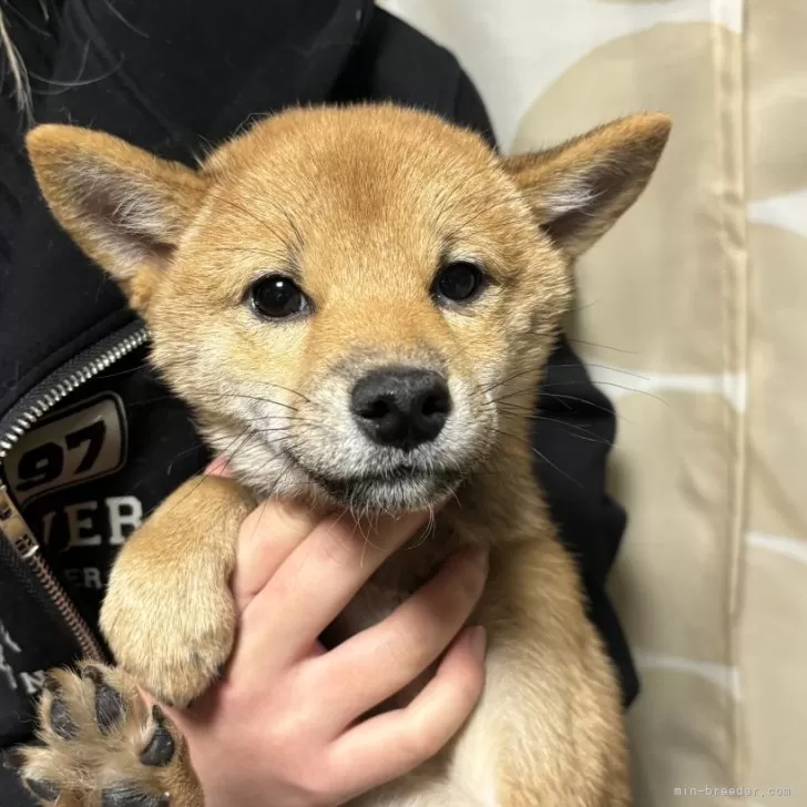 ID：2411-05245の子犬