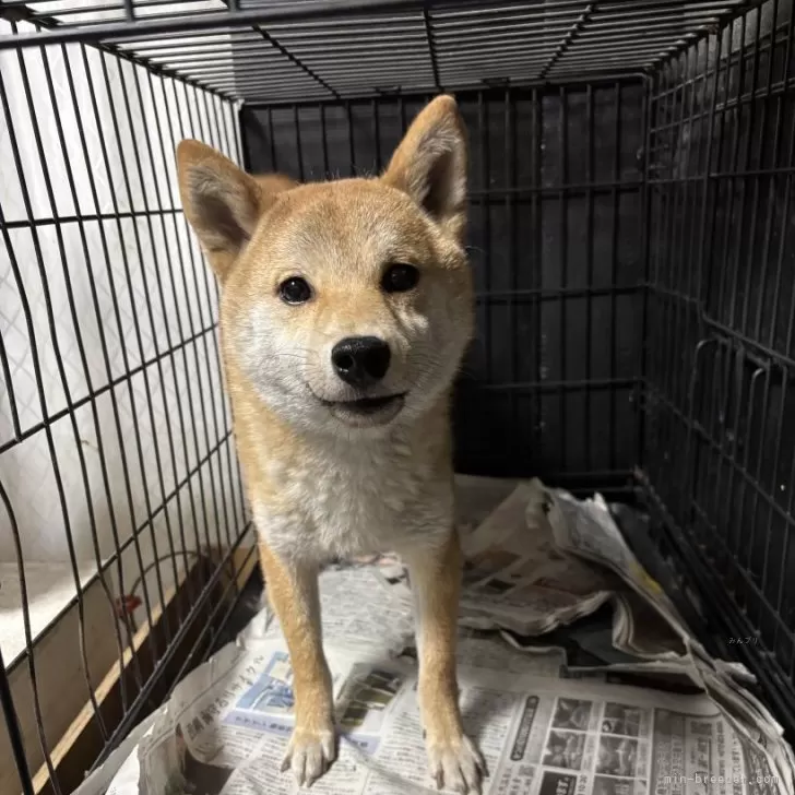 ID:2409-03206の子犬