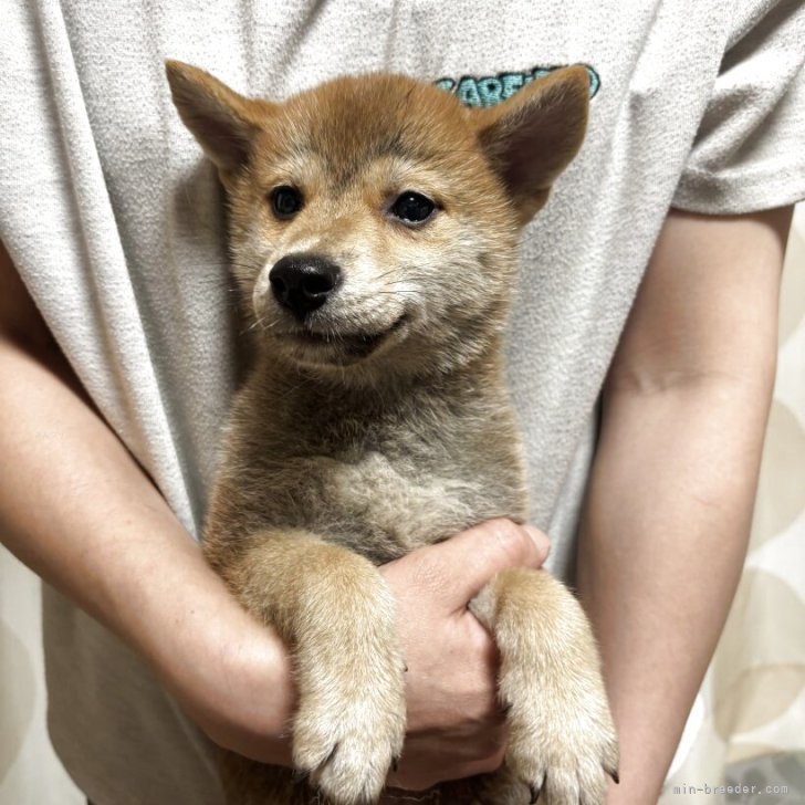 ブリーダー画像