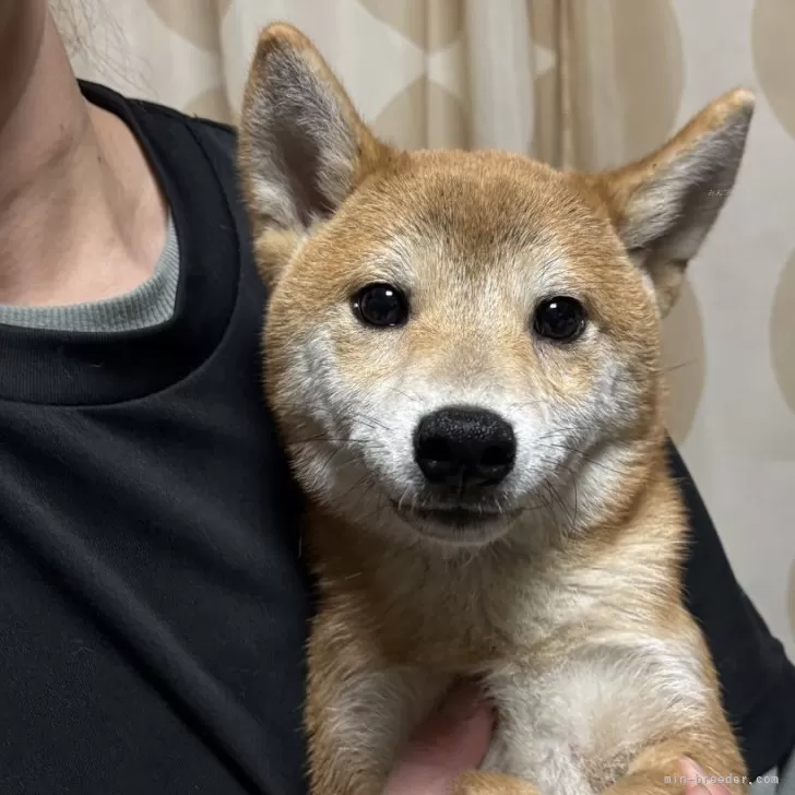 豆柴【香川県・男の子・2025年5月27日・赤色】の写真1