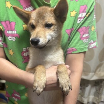 柴犬(標準サイズ)【香川県・男の子・2025年4月17日・赤色】の写真「小ぶりの男の子」