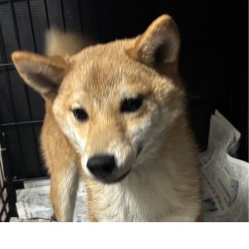 柴犬(標準サイズ)【香川県・男の子・2025年4月17日・赤色】の写真「小ぶりの男の子」