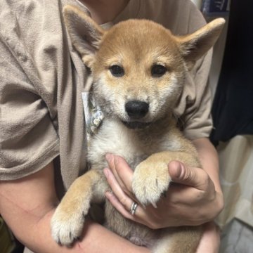 柴犬(標準サイズ)【香川県・男の子・2025年5月26日・赤色】の写真「顔色共に綺麗です。」