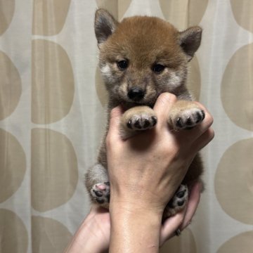 豆柴【香川県・男の子・2025年8月9日・赤色】の写真「小さくて可愛いです。」