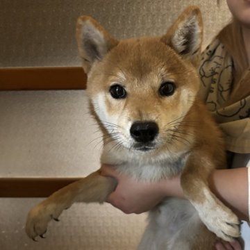 豆柴【香川県・男の子・2025年4月25日・赤色】の写真「実物可愛い男の子です。」