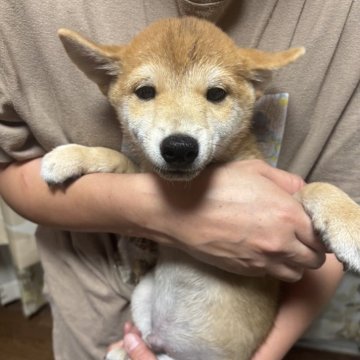 柴犬(豆柴)【香川県・男の子・2025年5月27日・赤色】の写真「かなり小さい男の子」
