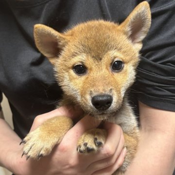 柴犬(標準サイズ)【香川県・男の子・2025年9月13日・赤色】の写真「可愛い男の子」