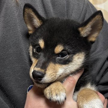柴犬(標準サイズ)【香川県・女の子・2025年9月16日・黒色】の写真「配色抜群」