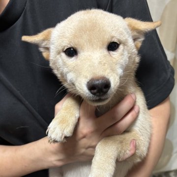 柴犬(豆柴)【香川県・女の子・2025年6月17日・白色】の写真「小さくて可愛いです。」