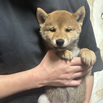豆柴【香川県・男の子・2025年9月17日・赤色】の写真「小さい男の子」