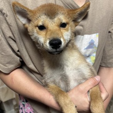 柴犬(標準サイズ)【香川県・男の子・2025年4月17日・赤色】の写真「小ぶりの男の子」