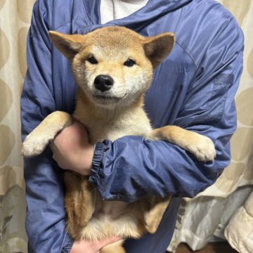 柴犬(標準サイズ)【香川県・男の子・2024年8月29日・赤色】の写真「お写真より実物の方が男前です。」