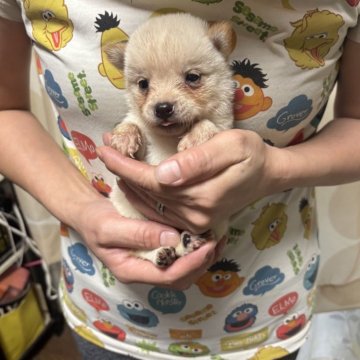柴犬(豆柴)【香川県・男の子・2025年9月3日・白色】の写真「現状手のひらサイズ可愛いです。」