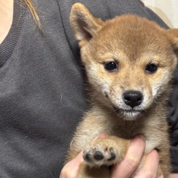 柴犬(標準サイズ)【香川県・女の子・2025年9月16日・赤色】の写真「可愛い女の子」