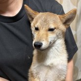 柴犬(標準サイズ)