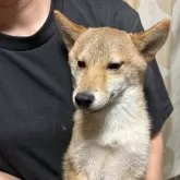 柴犬(標準サイズ)
