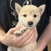 柴犬(豆柴)
