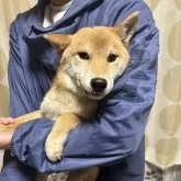 柴犬(標準サイズ)【香川県・男の子・2024年9月8日・赤色】の写真1