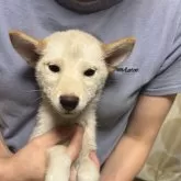 柴犬(標準サイズ)