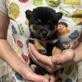 柴犬(豆柴)