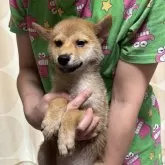 柴犬(標準サイズ)