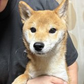 柴犬(豆柴)