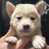 柴犬(豆柴)