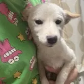 柴犬(標準サイズ)