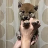 豆柴