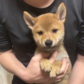 柴犬(標準サイズ)