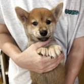 柴犬(標準サイズ)