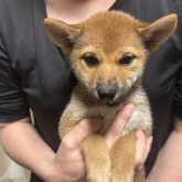 柴犬(標準サイズ)