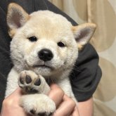 柴犬(標準サイズ)