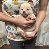 柴犬(豆柴)