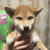 柴犬(標準サイズ)