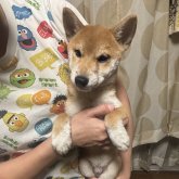 柴犬(豆柴)