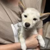 柴犬(標準サイズ)
