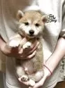 豆柴【香川県・男の子・2025年4月25日・赤色】の写真2