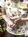 豆柴【香川県・男の子・2025年9月3日・白色】の写真3