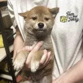柴犬(標準サイズ)【香川県・男の子・2025年4月17日・赤色】の写真3