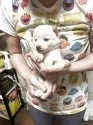 豆柴【香川県・女の子・2025年9月3日・白色】の写真3