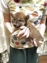 豆柴【香川県・男の子・2025年5月27日・赤色】の写真4